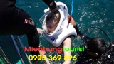 TOUR CÙ LAO CHÀM ĐI BỘ DƯỚI BIỂN